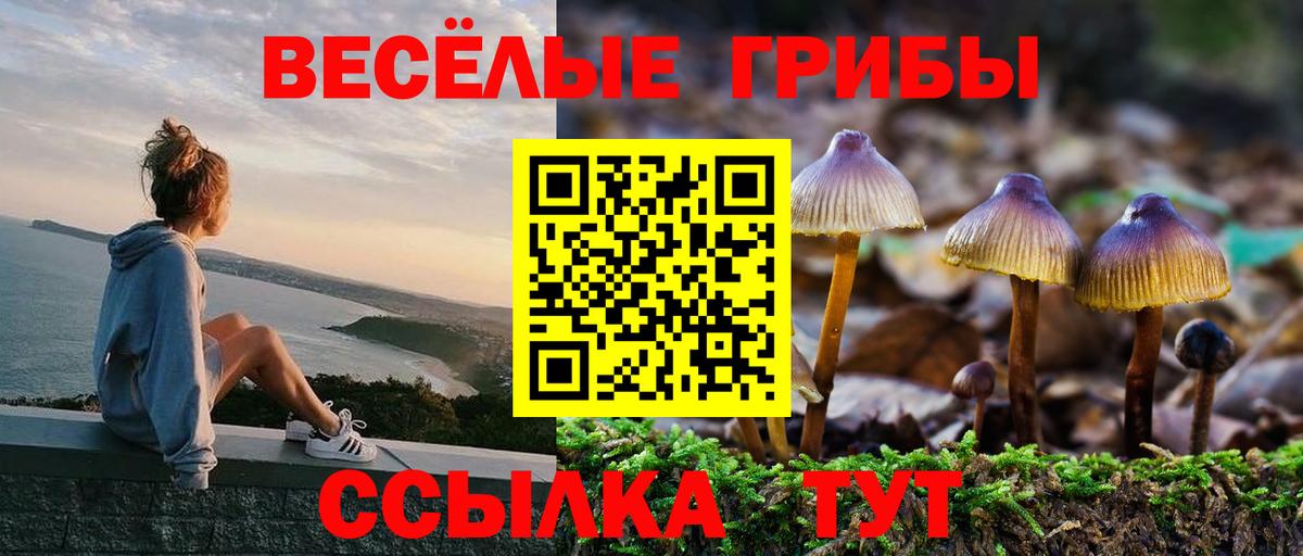 Псилоцибиновые грибы Psilocybe Томск
